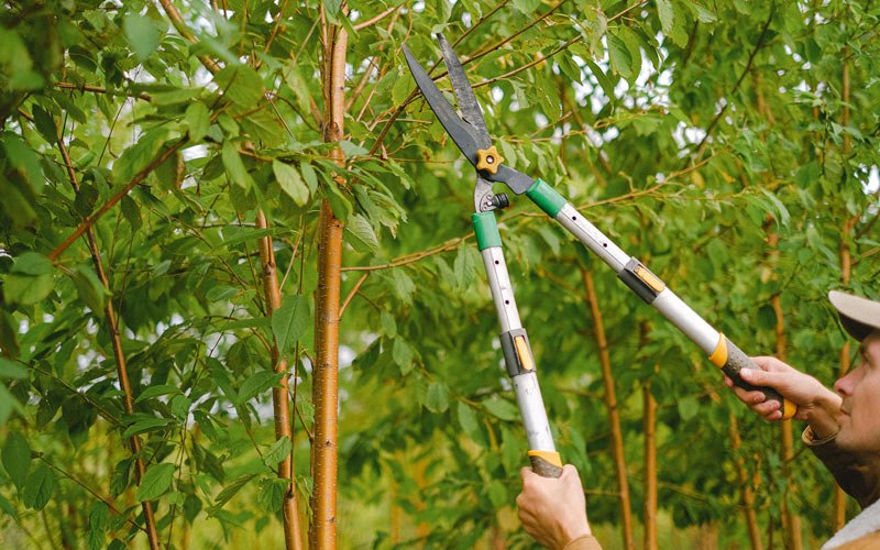 Tree trimming in Grandin, ND